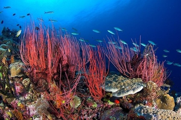 關愛海洋 保護珊瑚 愛護我們的大海