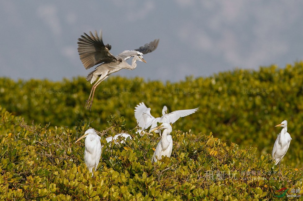 廈門(mén)五緣灣帆船港游艇租賃